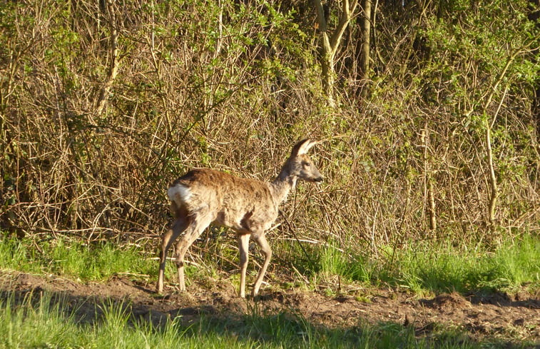 Natuurhuisje in Gingst