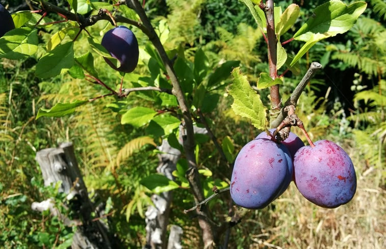 Natuurhuisje in Alfeizerão