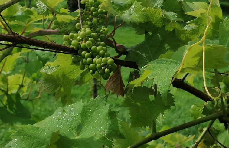 Natuurhuisje in Wapserveen