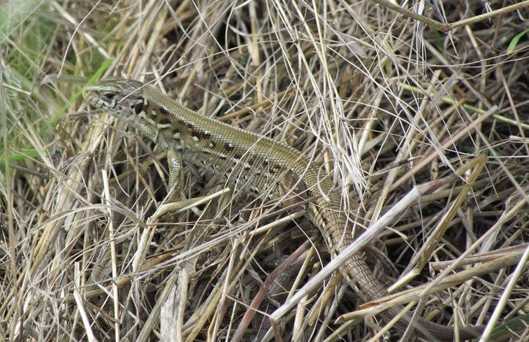 Natuurhuisje in Tiszagyenda