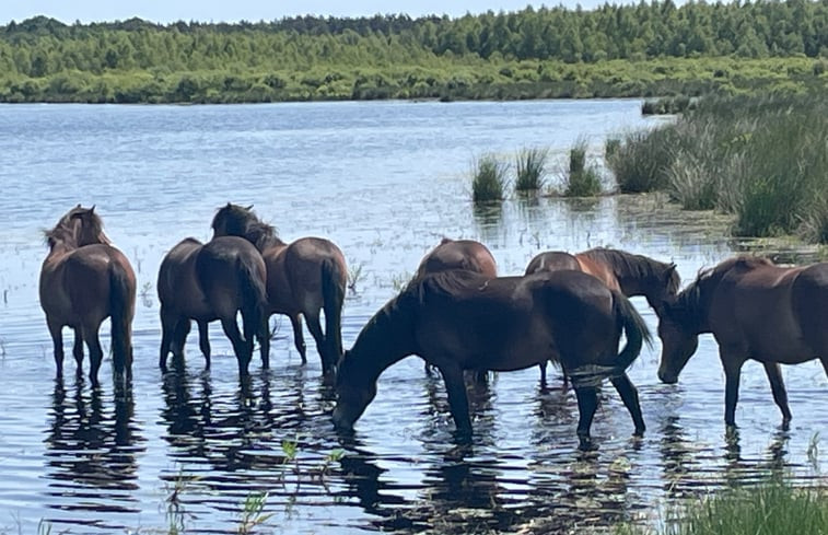 Natuurhuisje in Oosterwolde