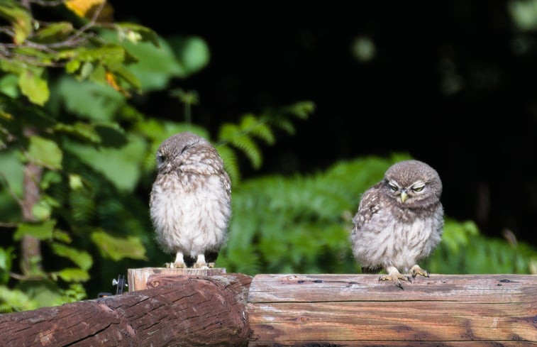 Natuurhuisje in Vorden