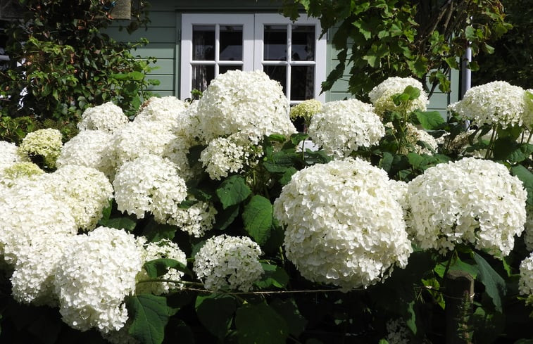 Natuurhuisje in Julianadorp