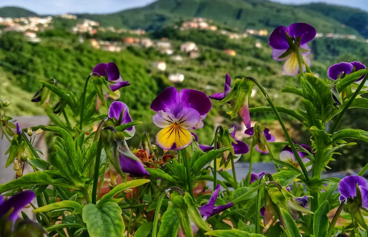 Natuurhuisje in Vico Equense