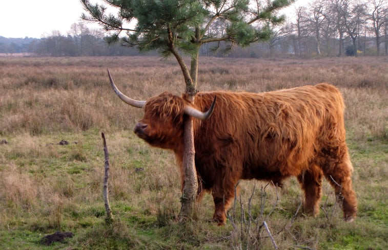 Natuurhuisje in Vledderveen