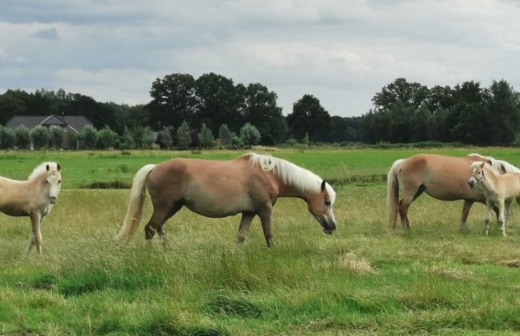 Natuurhuisje in Harfsen