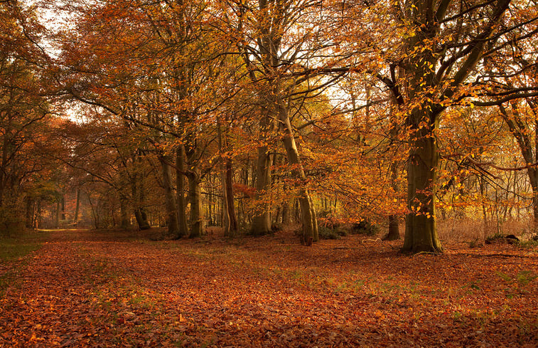 Natuurhuisje in Schoonloo