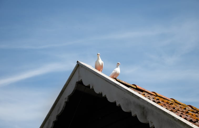 Natuurhuisje in Lemmer