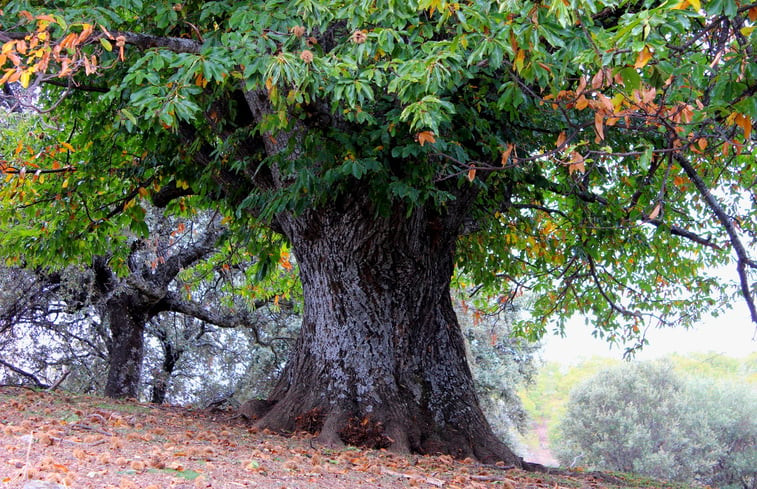 Natuurhuisje in Berzocana