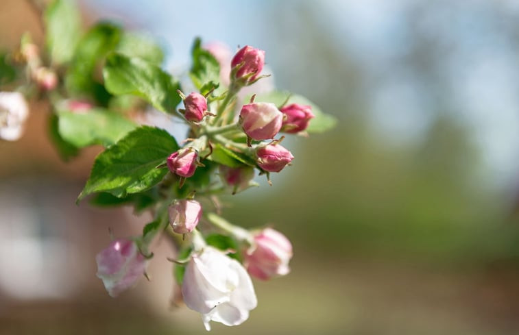 Natuurhuisje in Aalten