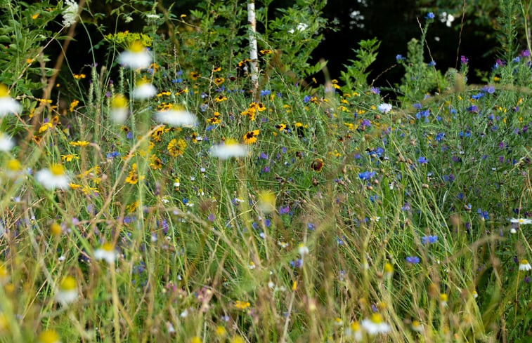 Natuurhuisje in Collendoorn