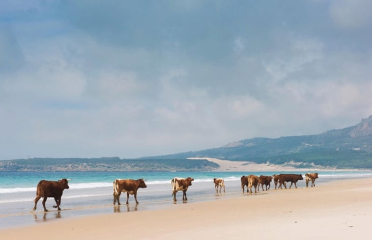 Natuurhuisje in Tarifa