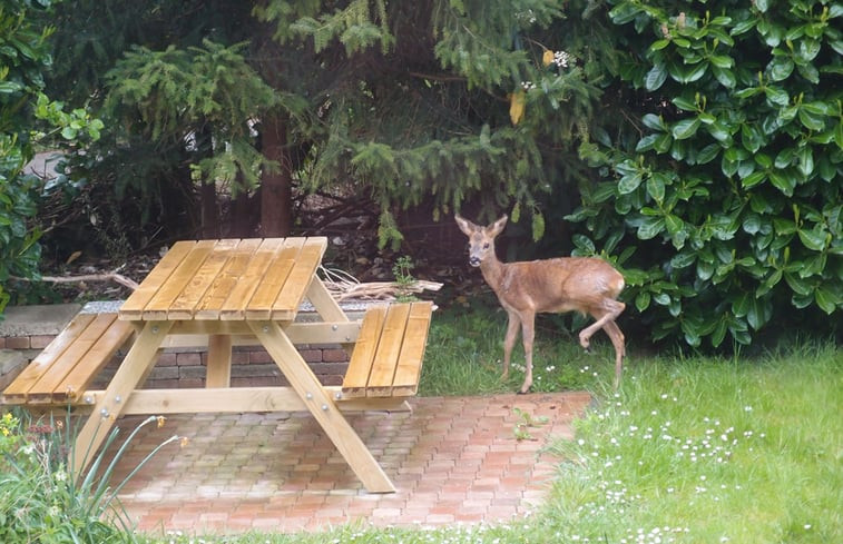 Natuurhuisje in Ouddorp