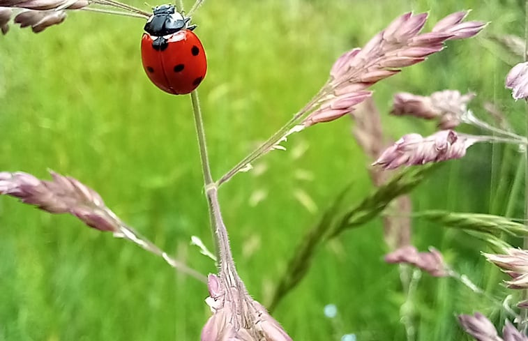 Natuurhuisje in Epe