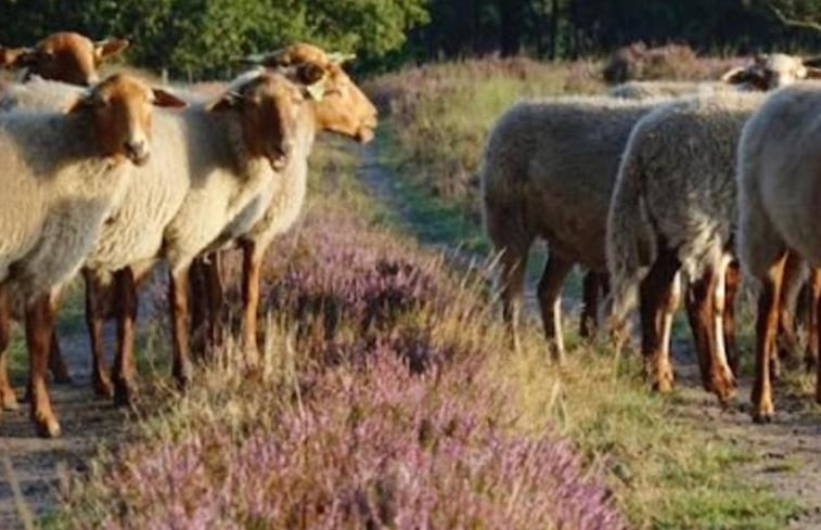 Natuurhuisje in Dwingeloo