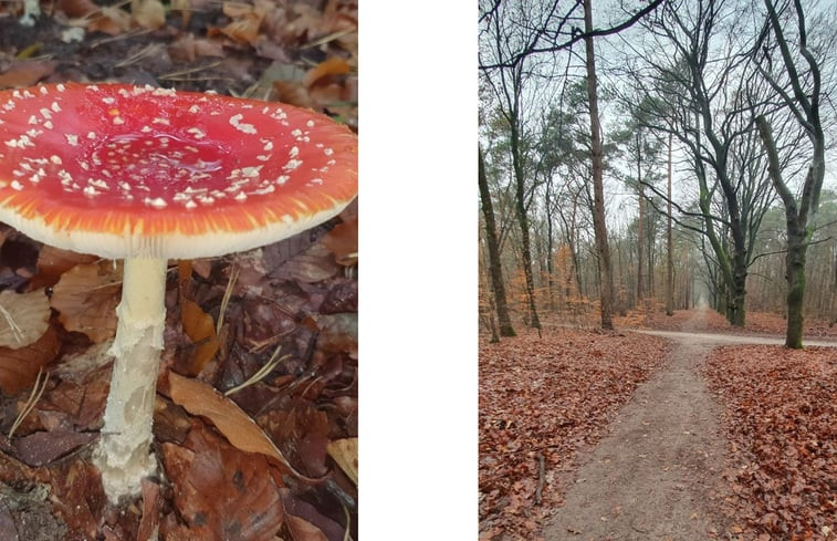 Natuurhuisje in Ermelo