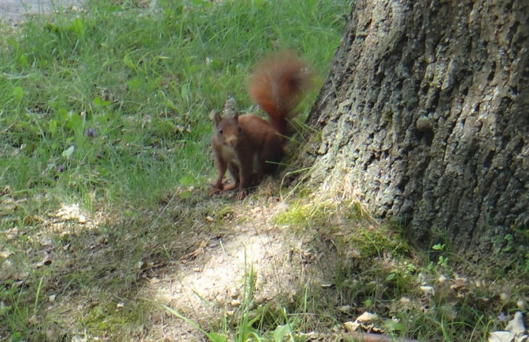 Natuurhuisje in Longkamp