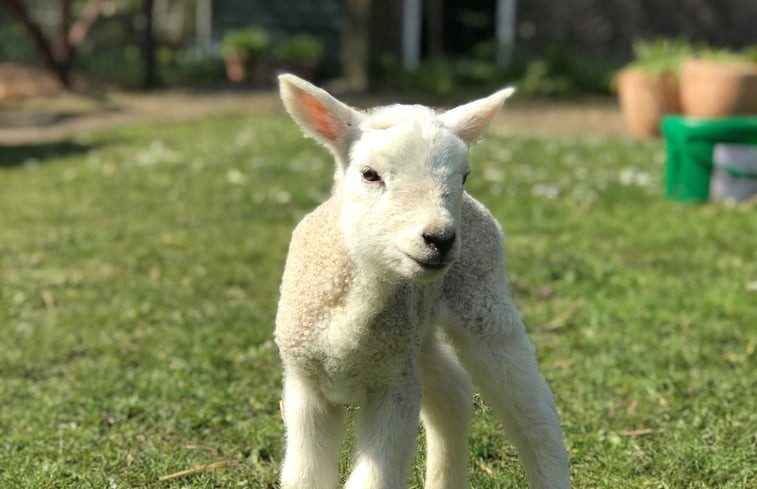 Natuurhuisje in Woerdense Verlaat