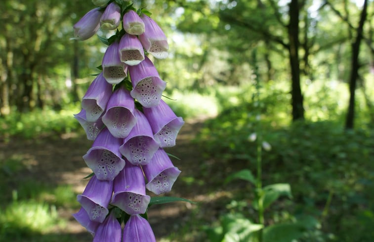 Natuurhuisje in Ermelo