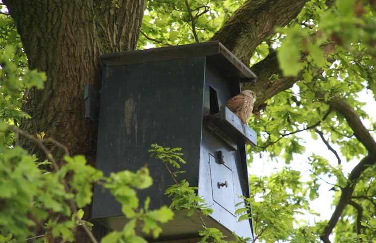 Natuurhuisje in Grashoek