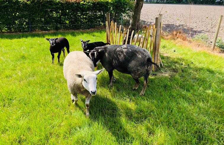 Natuurhuisje in Gasselte