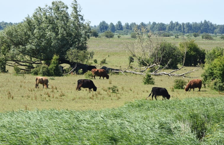 Natuurhuisje in Ulrum