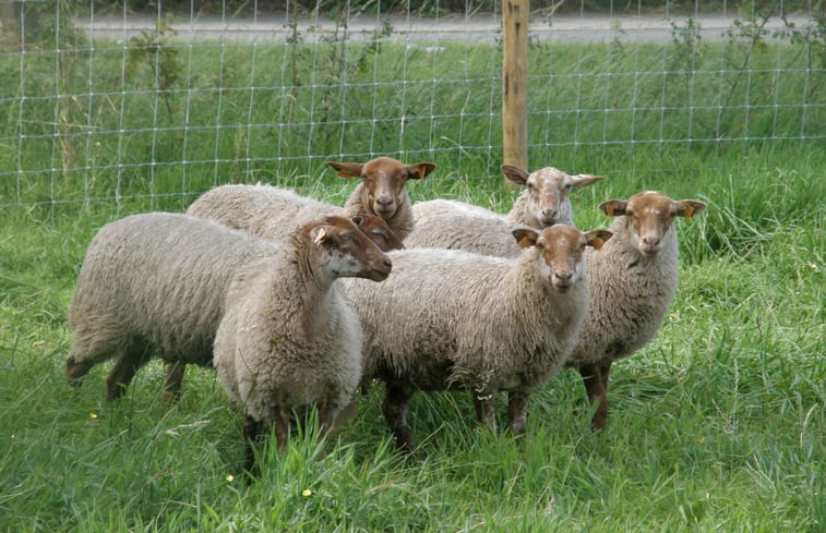 Natuurhuisje in Zerkegem