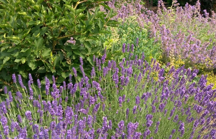 Natuurhuisje in Scheerwolde