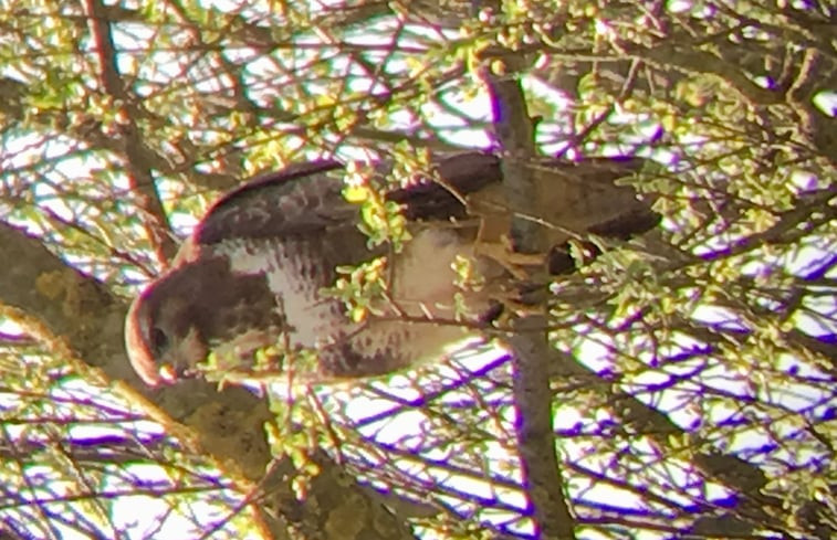 Natuurhuisje in Zuidlaarderveen