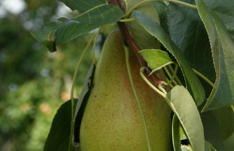 Natuurhuisje in Zerkegem