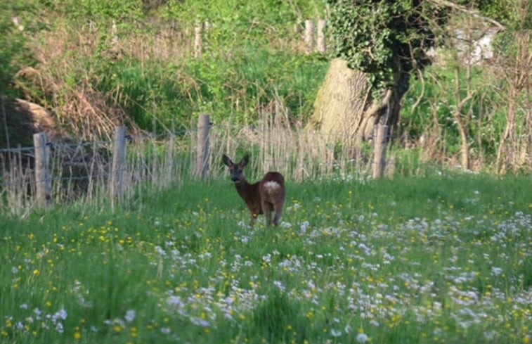 Natuurhuisje in Wichmond