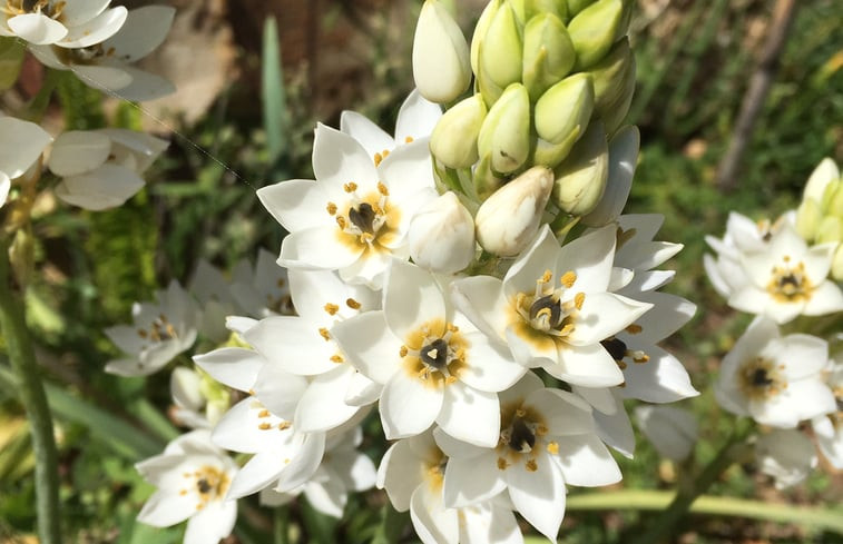 Natuurhuisje in COJA