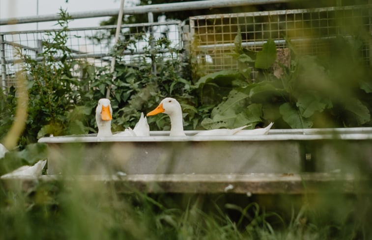 Natuurhuisje in Oosterend