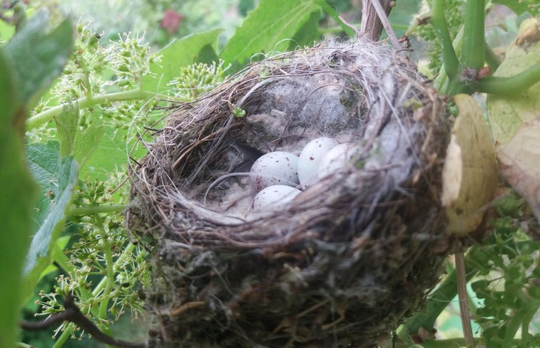 Natuurhuisje in Grashoek