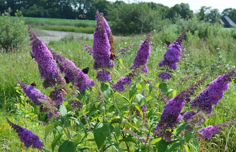 Natuurhuisje in Vledderveen