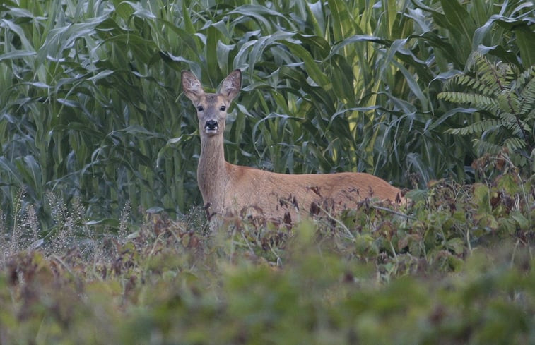 Natuurhuisje in Tiszagyenda