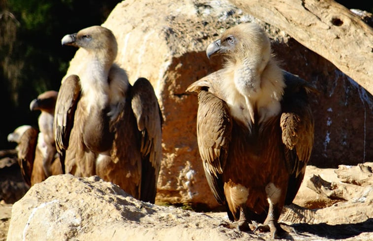 Natuurhuisje in Fuentespalda