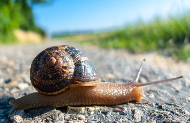 Natuurhuisje in Zonnemaire