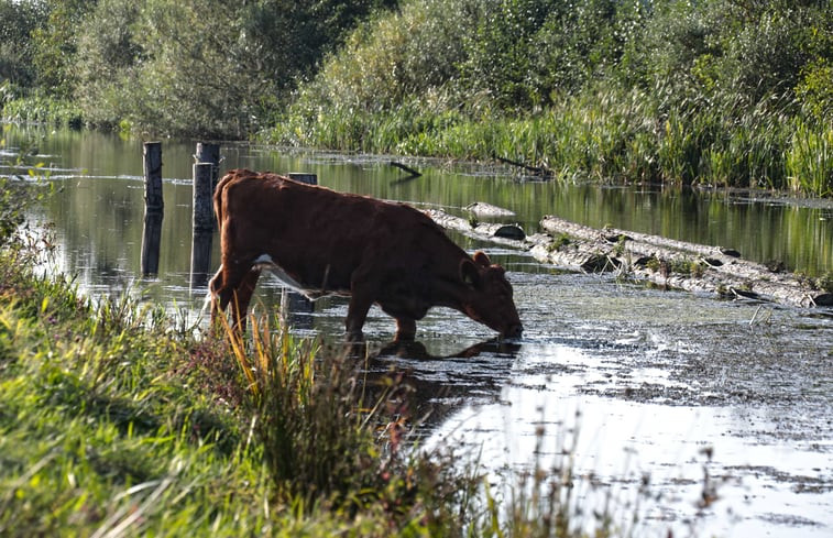 Natuurhuisje in Den Ham (Twente)