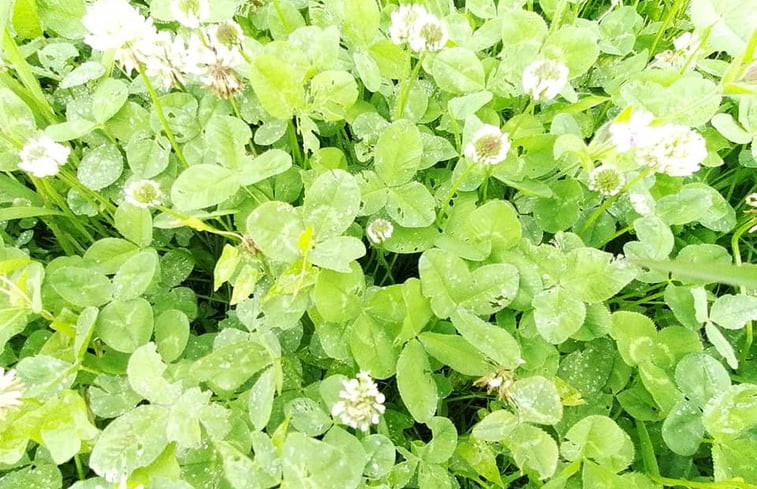 Natuurhuisje in Wapserveen