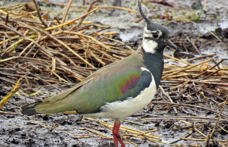 Natuurhuisje in Rijssen