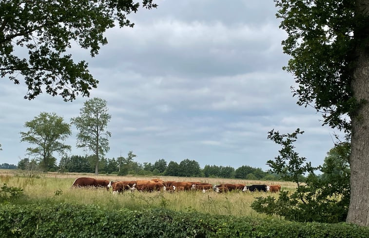 Natuurhuisje in Ruinen