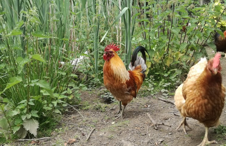 Natuurhuisje in Waardamme