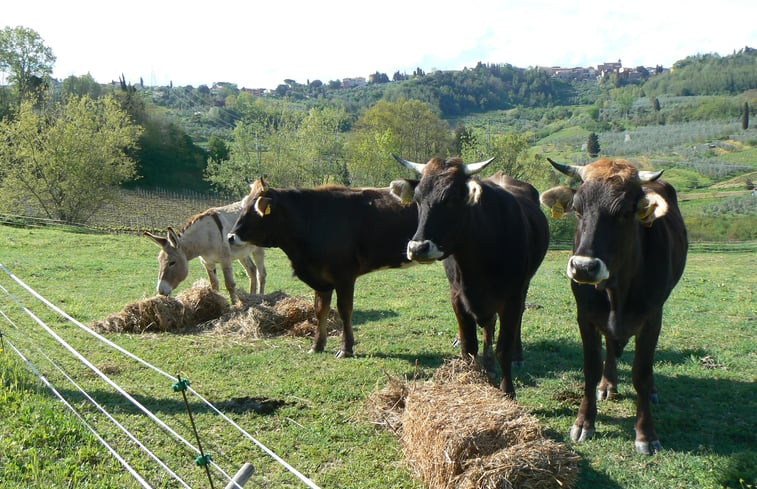 Natuurhuisje in TERRICCIOLA (pisa)