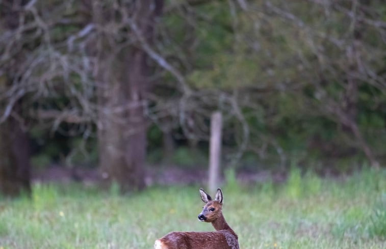 Natuurhuisje in Maarsbergen