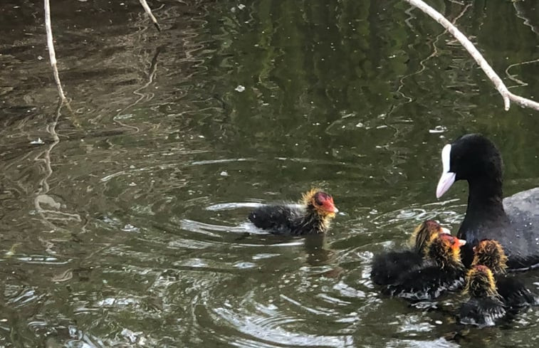 Natuurhuisje in De Zande