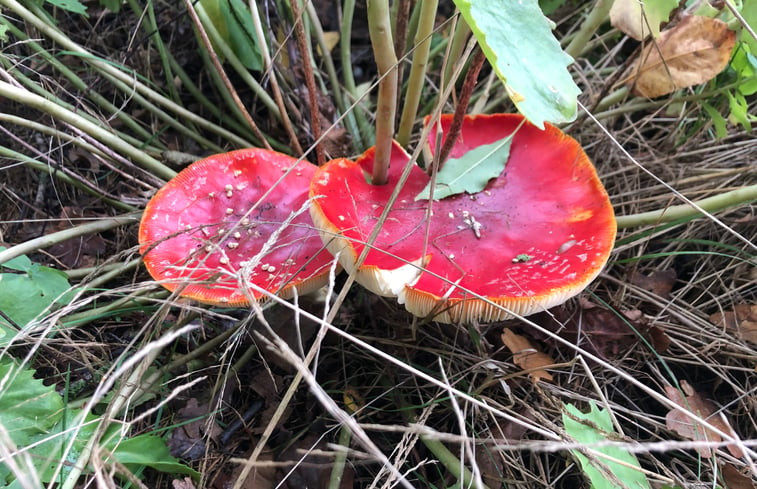 Natuurhuisje in Ruinen