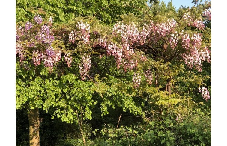 Natuurhuisje in Dreumel