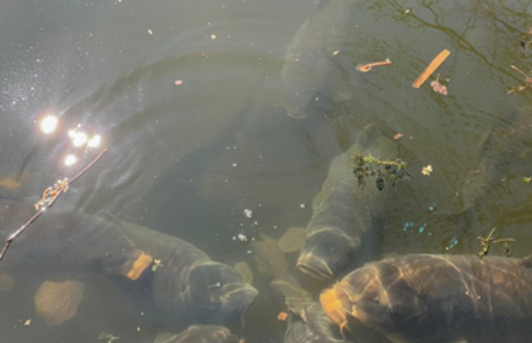 Natuurhuisje in Groenlo