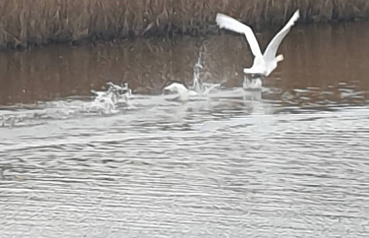 Natuurhuisje in Dalfsen